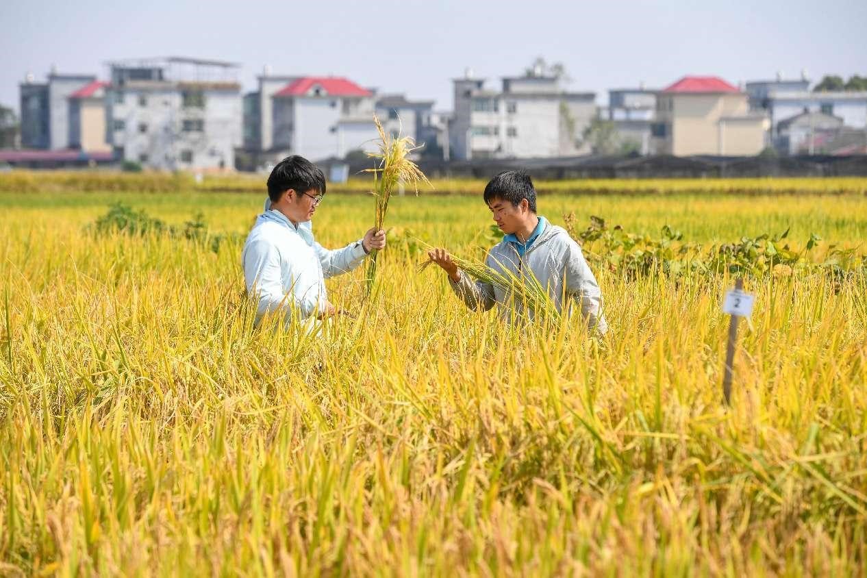 Dua siswazah sedang bekerja di halaman belakang sains dan teknologi beras di kaunti Shanggao, Yichun, provinsi Jiangxi, timur China, bagi mengambil sampel beras di sawah padi. (People’s Daily Online/Zhou Liang)