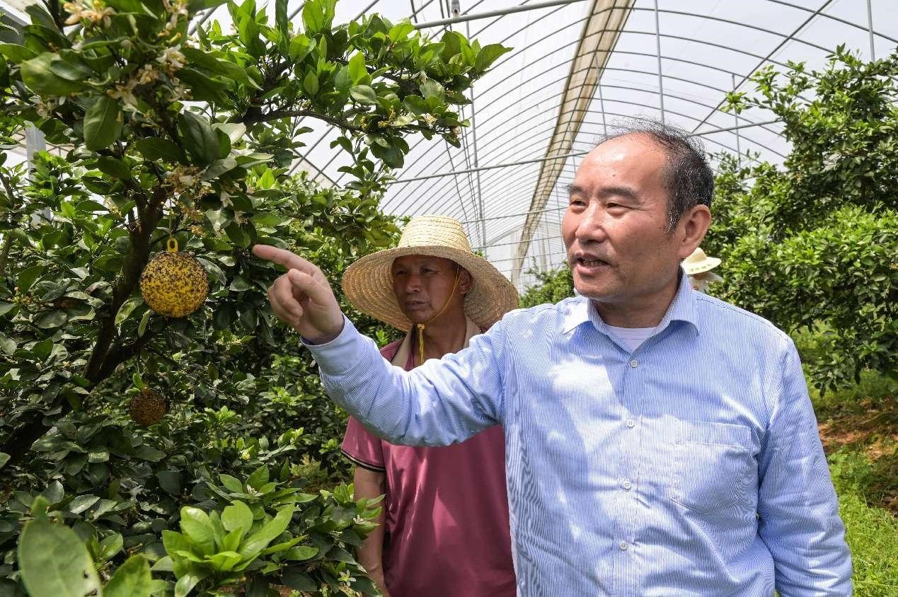 Seorang profesor di Universiti Pertanian Jiangxi menawarkan bimbingan teknikal kawalan serangga perosak kepada seorang petani buah-buahan di halaman belakang sains dan teknologi di Ji’an, provinsi Jiangxi, timur China pada 18 April 2024. (People’s Daily Online/Li Fusun)