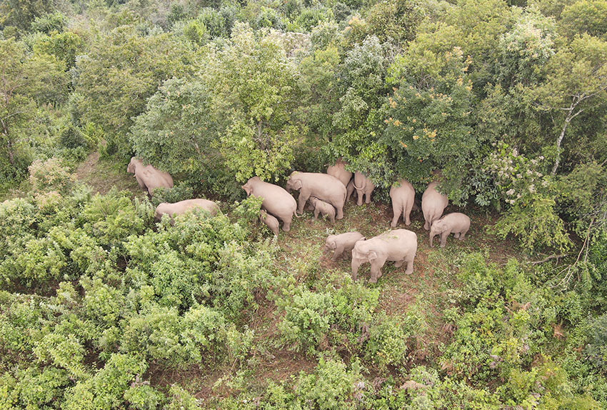 Kawanan Besar Gajah Asia Dikesan di Kaunti Ning’er Yunnan