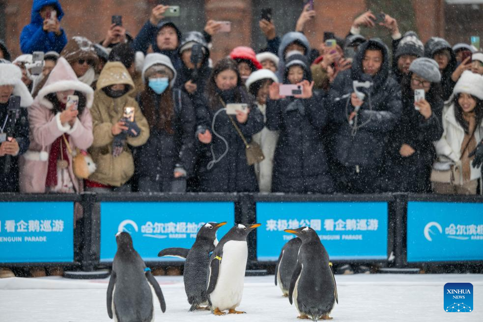 Pelancong sedang menonton perarakan penguin. (Foto/Zhang Tao)