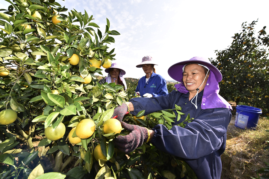 Petani sedang menuai oren pusar (People's Daily Online/Zeng Rongfeng)