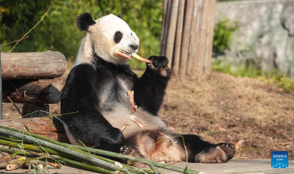 Panda gergasi Fu Ban makan buluh di sebuah zoo hidupan liar di resort pelancong Tangshan, Nanjing, provinsi Jiangsu, timur China, 1 Disember 2024. Tujuh ekor panda, yang kesemuanya dari Pusat Pemuliharaan dan Penyelidikan Panda Gergasi China, menjadi tumpuan ribuan biji mata ketika menikmati makanan dan cahaya matahari pada hari yang panas musim sejuk ini. (Xinhua/Yang Lei)