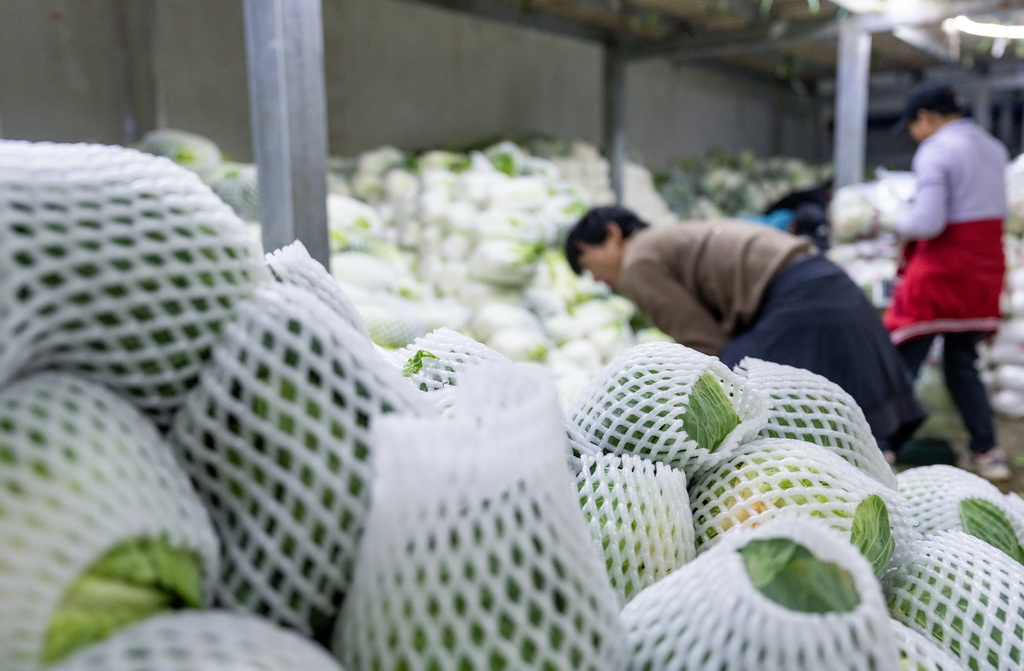 Sayur Yunnan Disajikan ke Meja Makan ASEAN Berkat Rel China-Laos