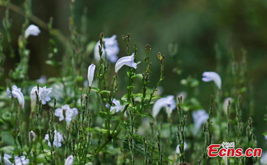 Spesies tumbuhan baharu ditemui di rizab semula jadi di kaunti Longling, Baoshan, provinsi Yunnan, barat daya China. (China News Service/Yu Yunjiang)