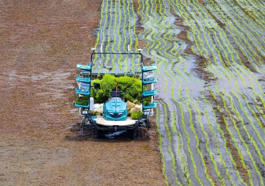 Foto pemindah padi berfungsi dengan bantuan BDS di kampung Zhaohe, Xinghua, Provinsi Jiangsu, di timur China pada 14 Jun 2024. (People's Daily Online/Zhou Shegen)